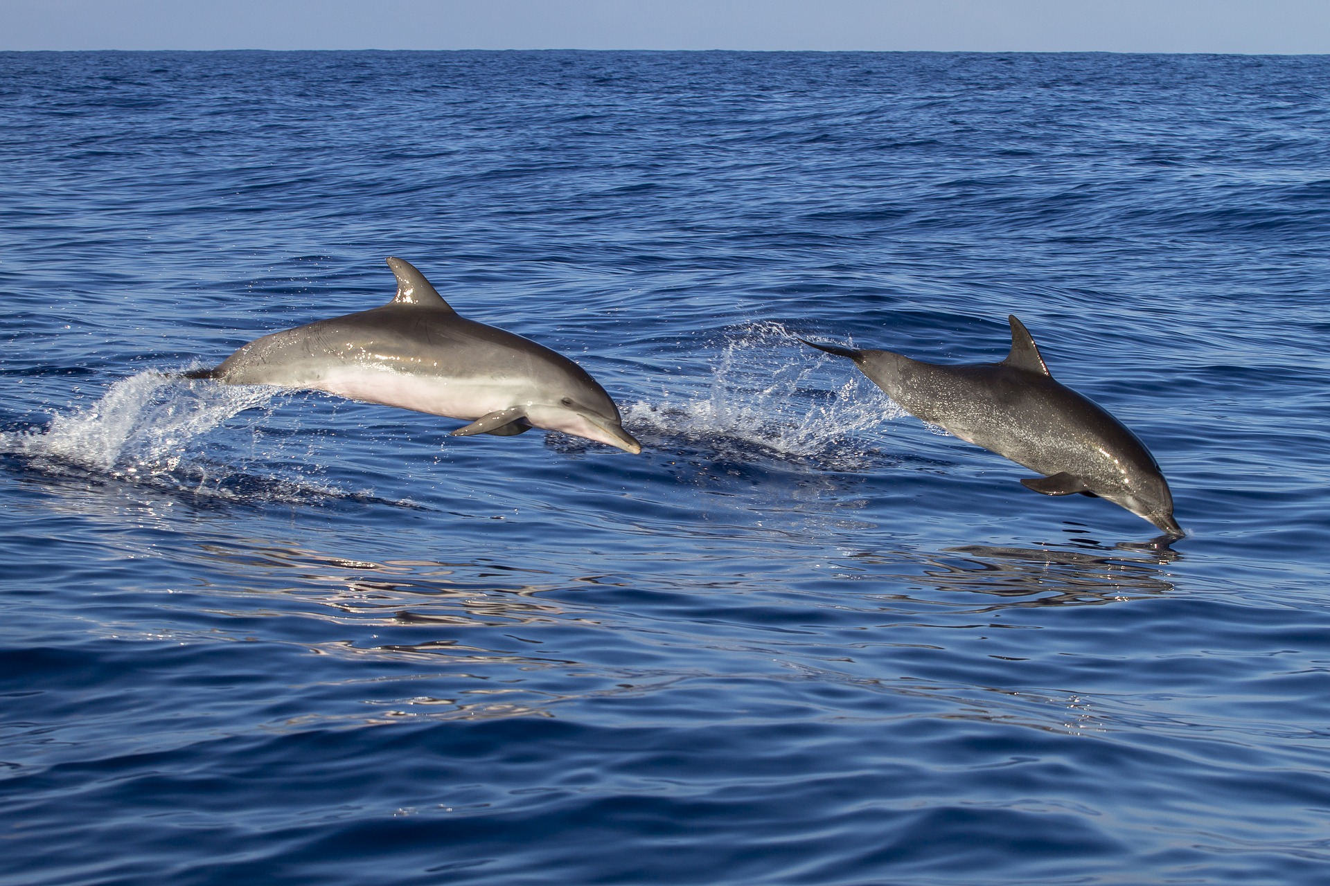 How to Spot Dolphins from Shore or at Sea